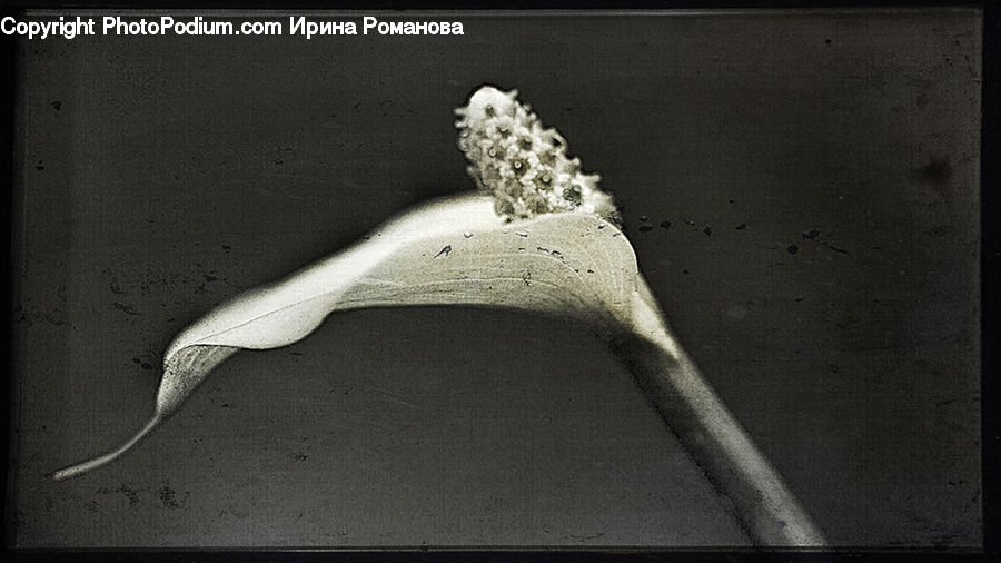 Amaryllis, Flower, Plant, Parsnip, Root, Asphalt, Tarmac
