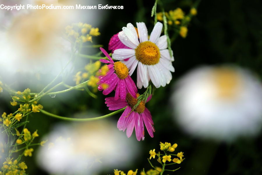 Blossom, Flora, Flower, Plant, Apiaceae, Daisies, Daisy