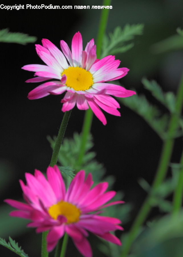 Blossom, Flora, Flower, Plant, Daisies, Daisy, Aster