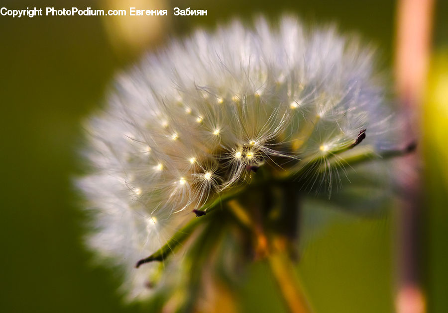 Dandelion, Flower, Plant, Blossom, Flora
