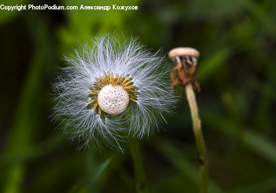 Dandelion, Flower, Plant, Arachnid, Garden Spider, Insect, Invertebrate