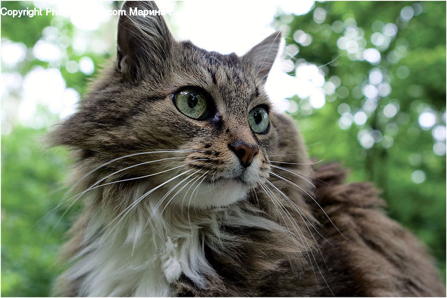 Animal, Pet, Cat, Mammal, Manx, Abyssinian