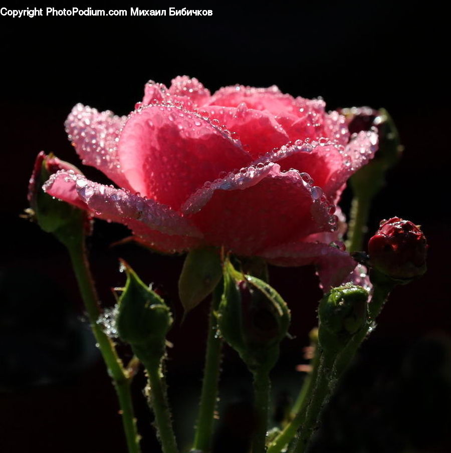 Blossom, Carnation, Flower, Plant, Rose, Peony, Bud