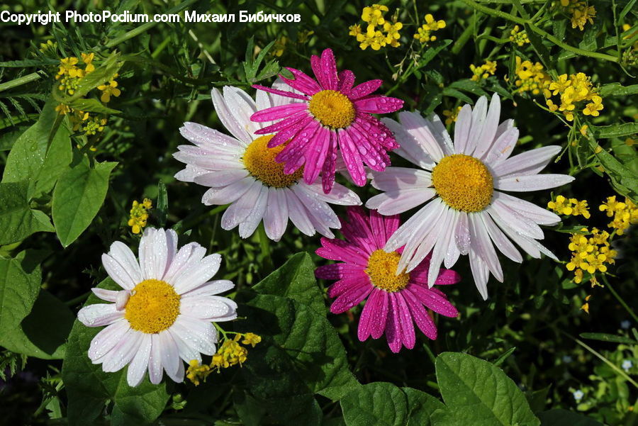 Daisies, Daisy, Flower, Plant, Blossom, Flora, Asteraceae