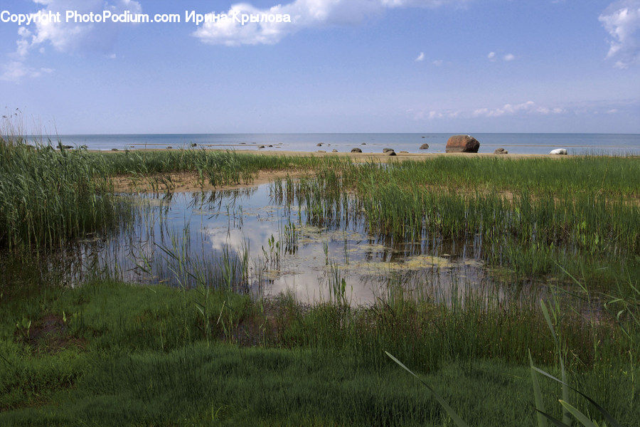 Field, Grass, Grassland, Plant, Land, Marsh, Outdoors