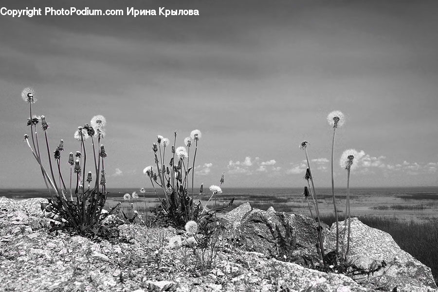 Grass, Plant, Reed, Weed, Blossom, Flora, Flower