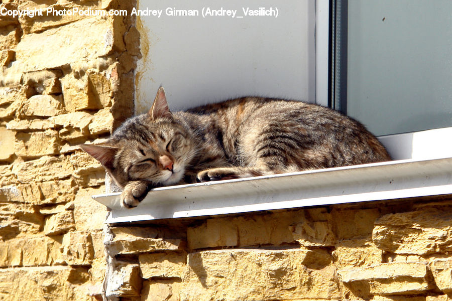 Ground, Soil, Animal, Cat, Mammal, Pet, Tomb