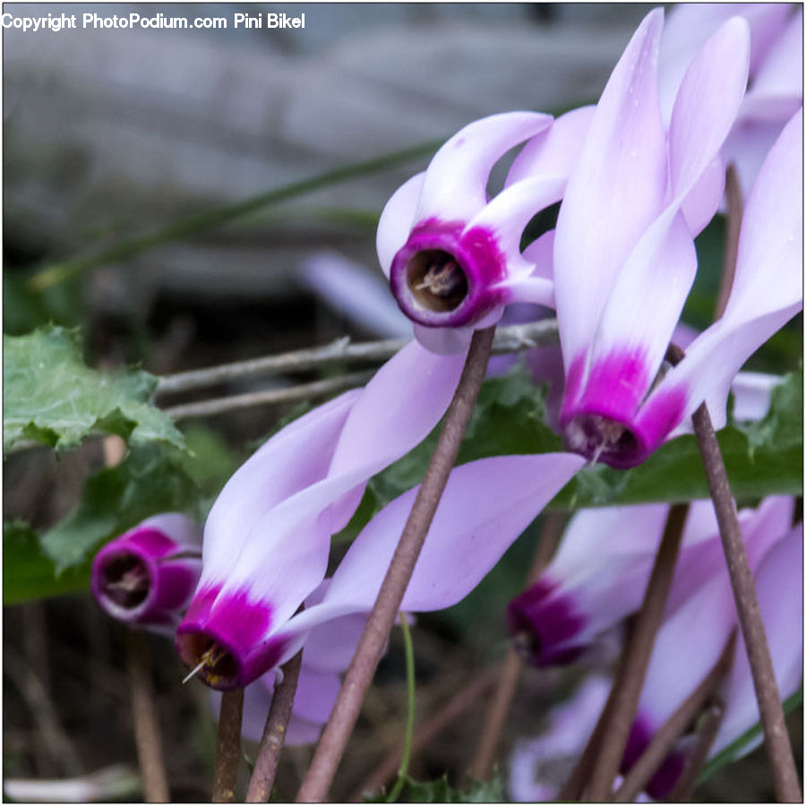 Flora, Flower, Gladiolus, Plant, Blossom, Crocus, Foxglove