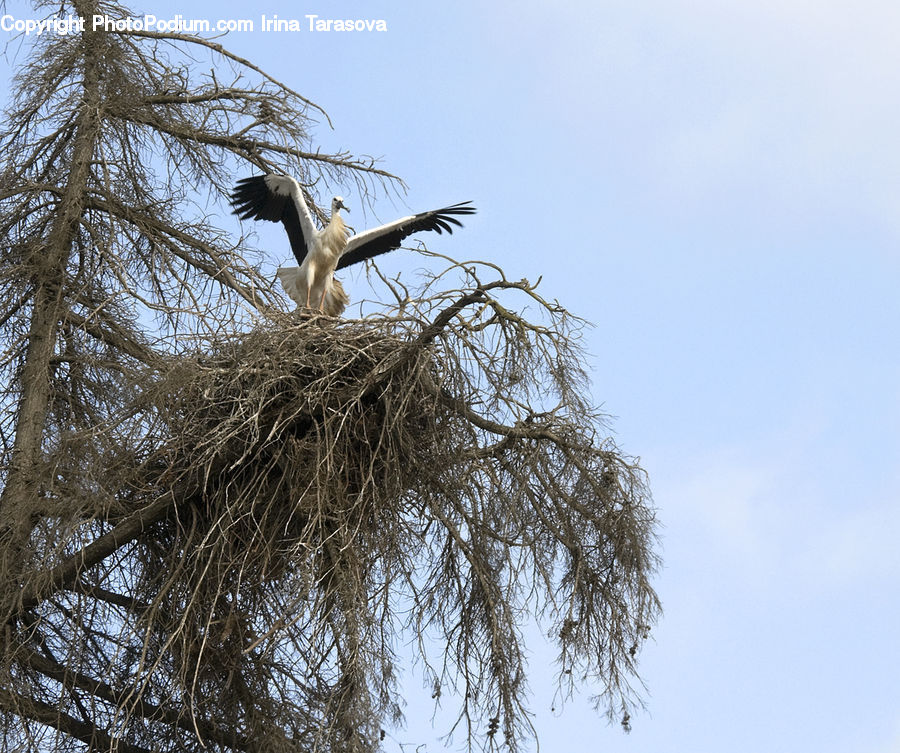 Bird, Stork, Plant, Tree, Willow, Bird Nest, Nest