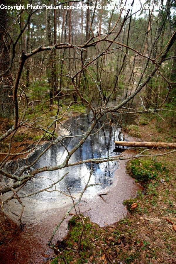 Creek, Outdoors, River, Water, Path, Trail, Plant