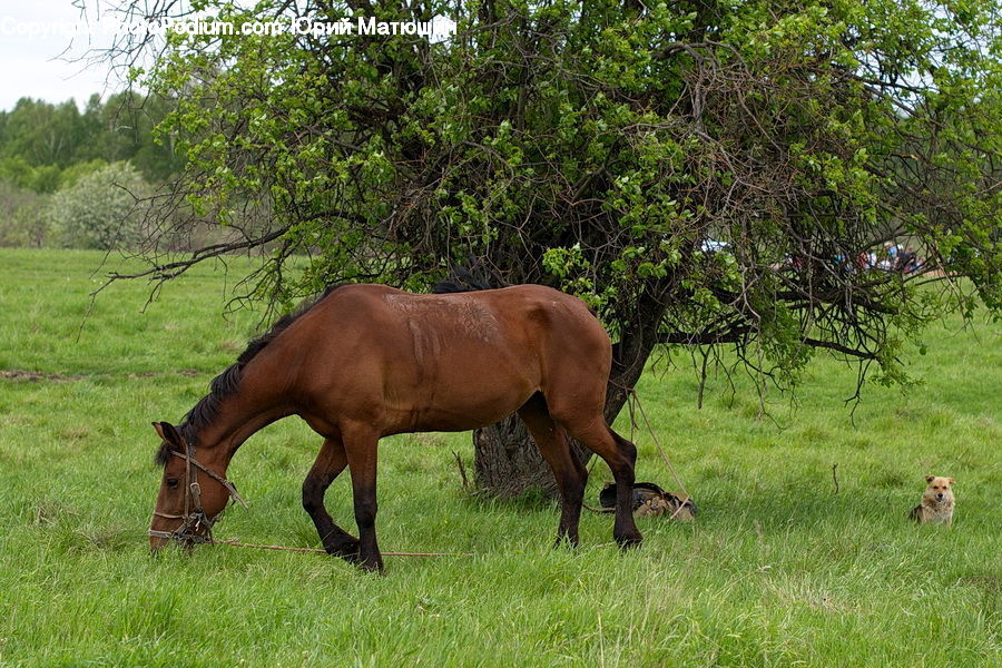 Animal, Horse, Mammal, Colt Horse, Foal, Countryside, Grassland