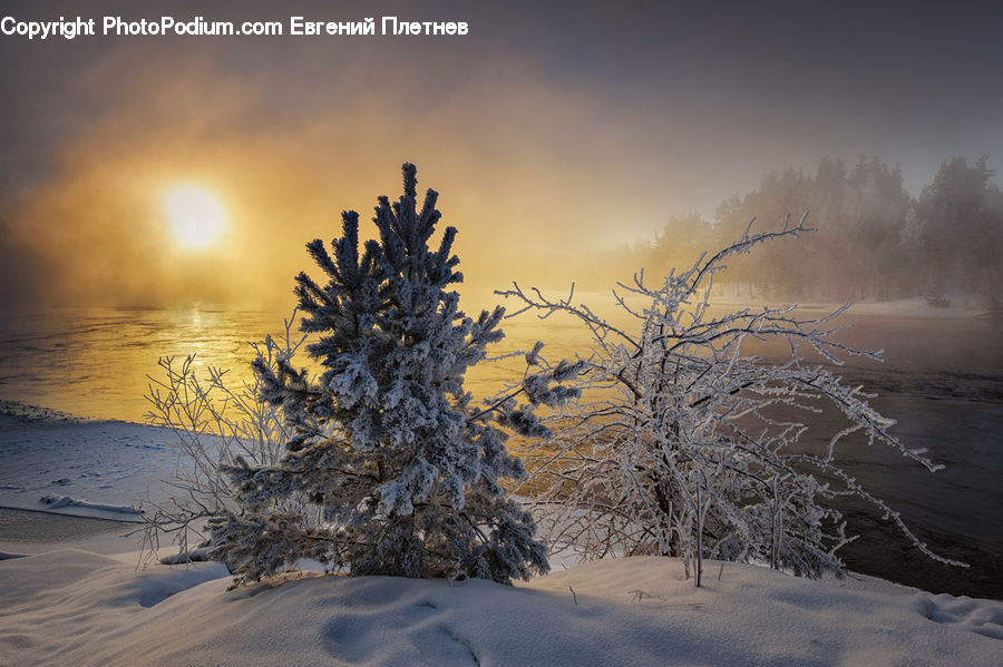 Frost, Ice, Outdoors, Snow, Conifer, Fir, Plant