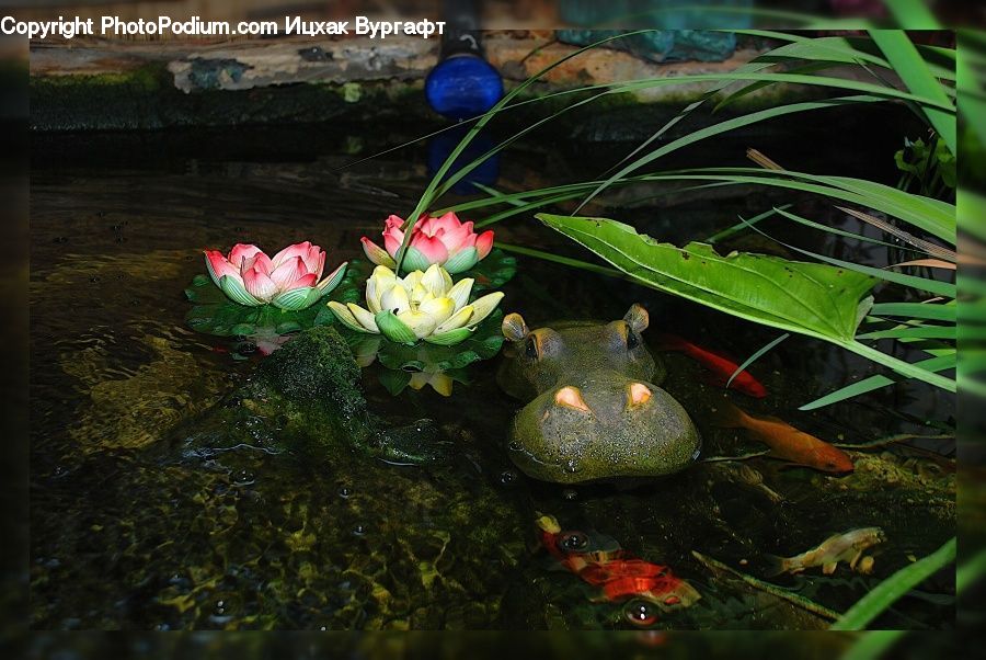 Amphibian, Frog, Tree Frog, Wildlife, Cave, Flower, Lily