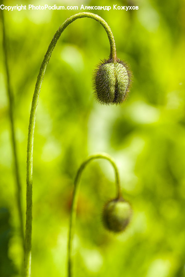 Moss, Plant, Blossom, Flora, Flower, Field, Grass