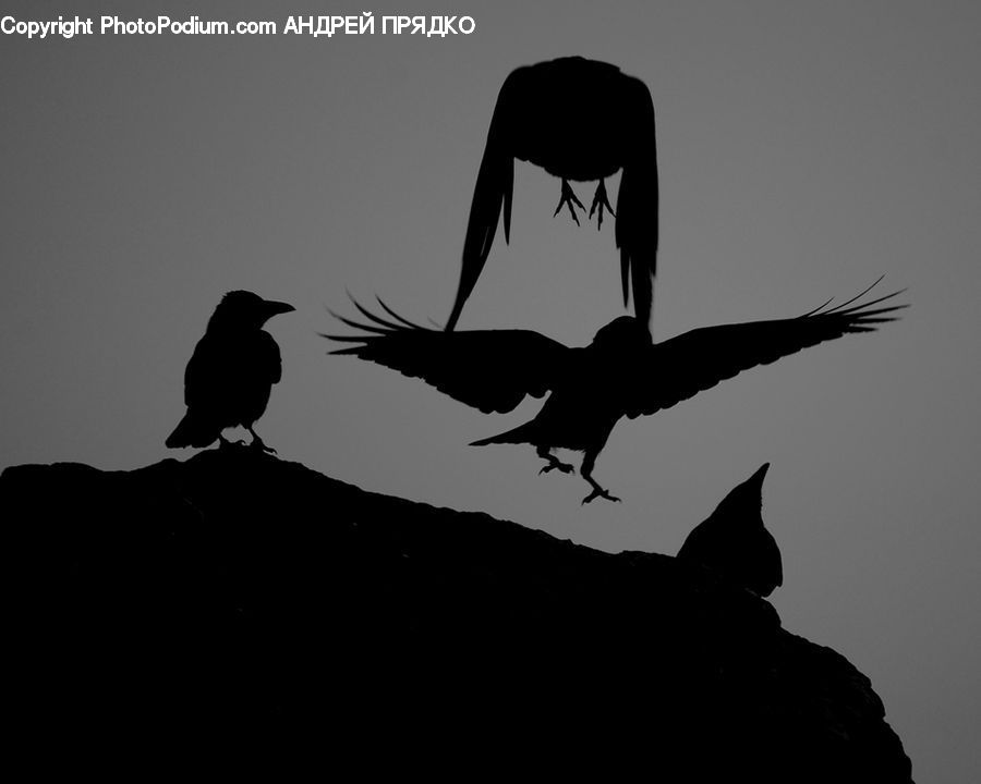 Bird, Blackbird, Crow, Silhouette