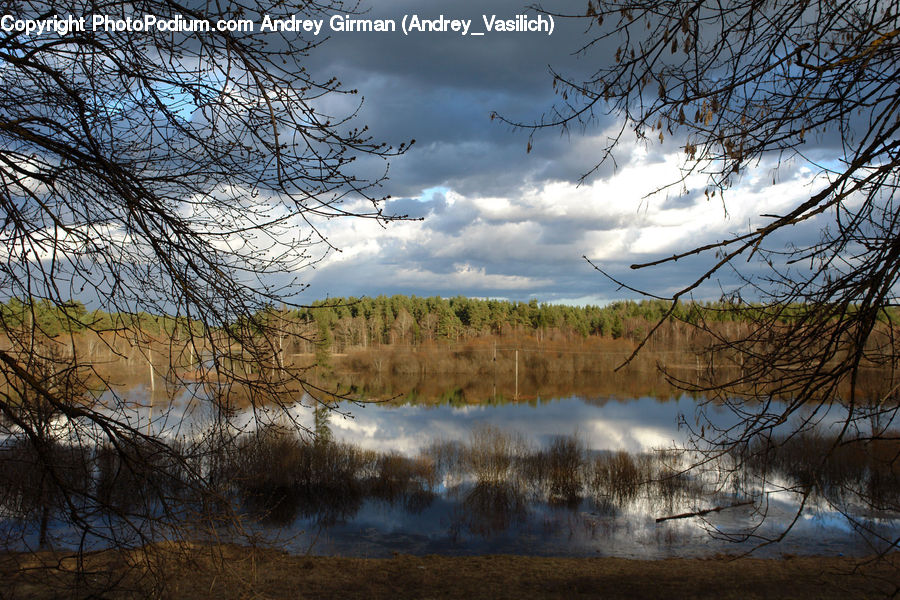 Land, Marsh, Pond, Swamp, Water, Field, Grass