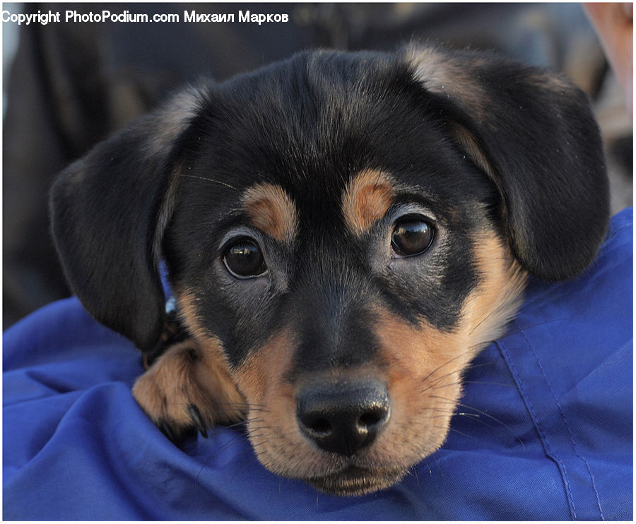 Animal, Canine, Dog, Mammal, Pet, Puppy, Beagle