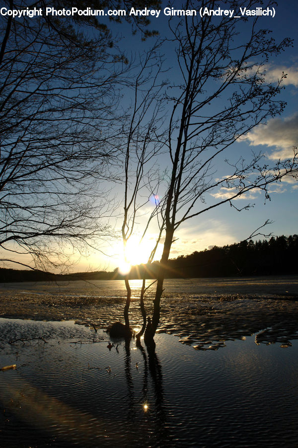 Bird, Waterfowl, Outdoors, Ripple, Water, Goose, Dawn