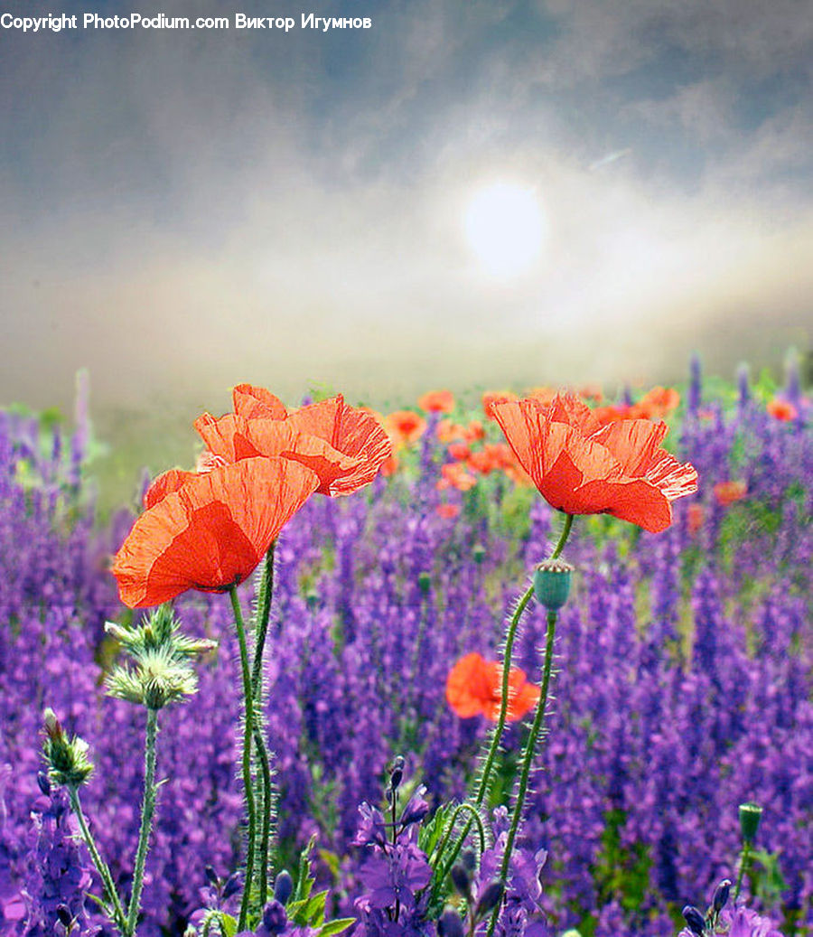 Blossom, Flora, Flower, Plant, Poppy, Crocus, Thistle