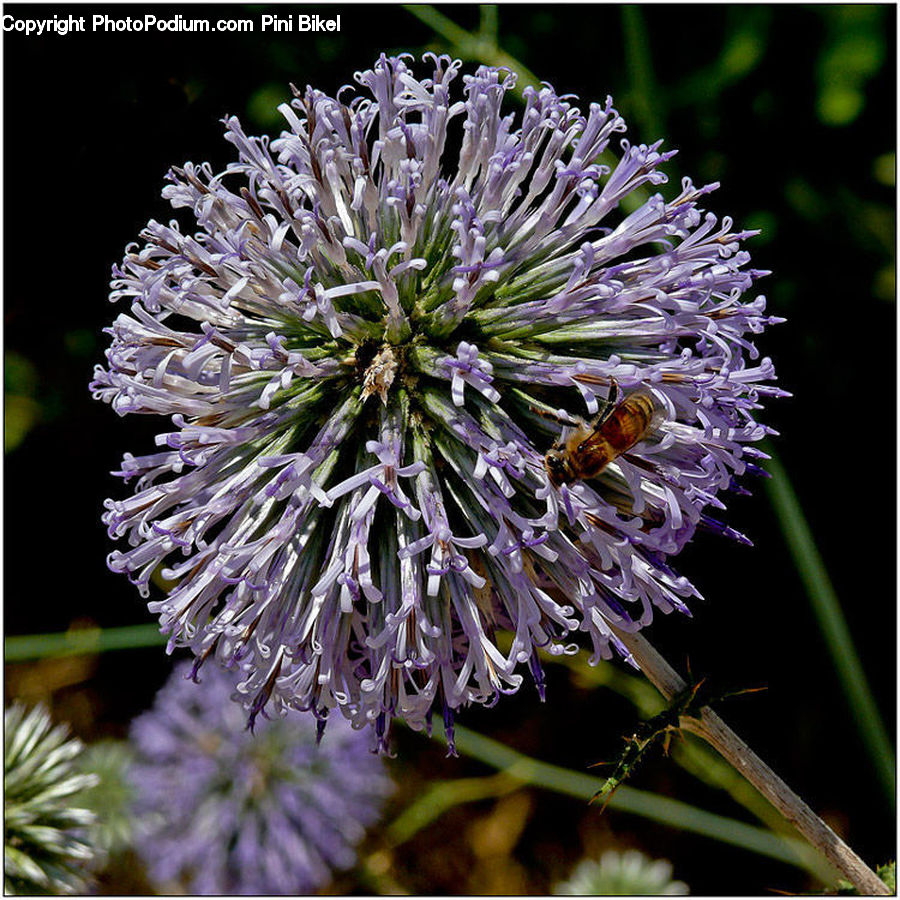 Bee, Insect, Invertebrate, Blossom, Flora, Flower, Plant