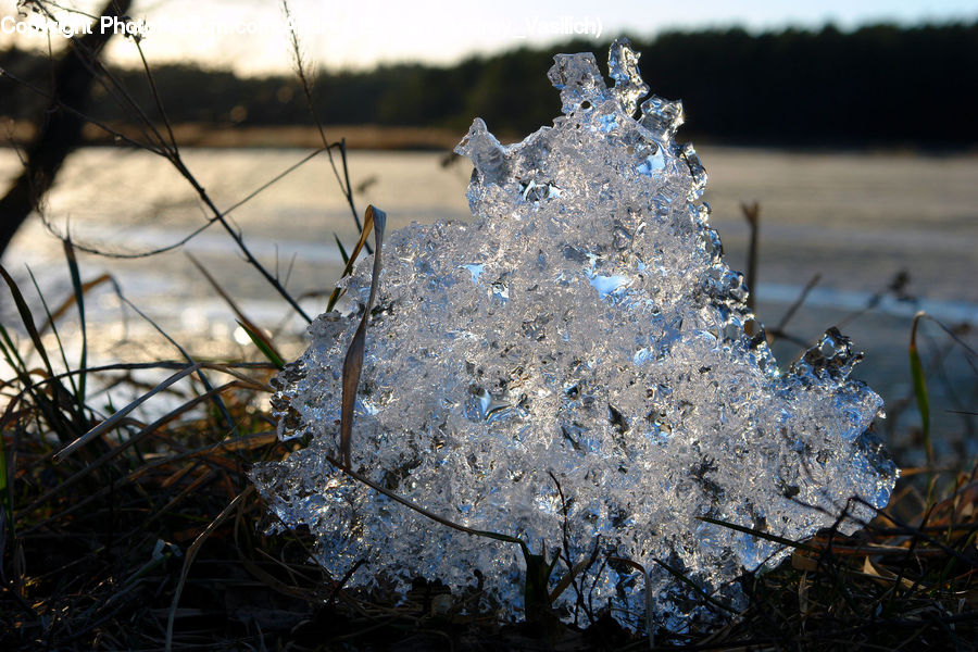 Ice, Outdoors, Snow, Frost, Blossom, Cherry Blossom, Flower