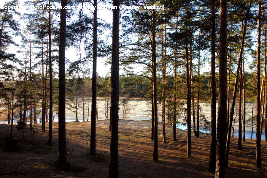 Forest, Grove, Land, Vegetation, Dock, Pier, Conifer