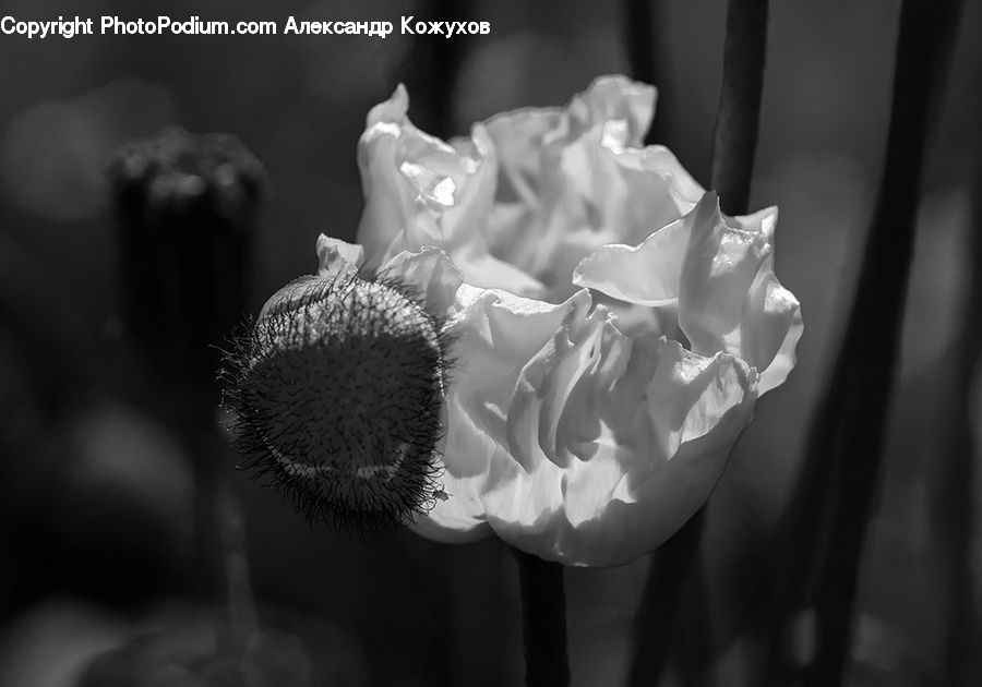 Torso, Blossom, Flora, Flower, Petal, Plant, Rose