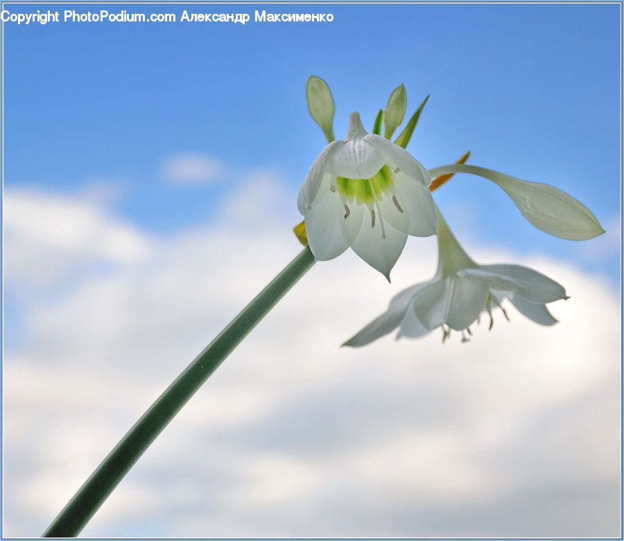 Flora, Flower, Gladiolus, Plant, Blossom, Daffodil, Aquilegia