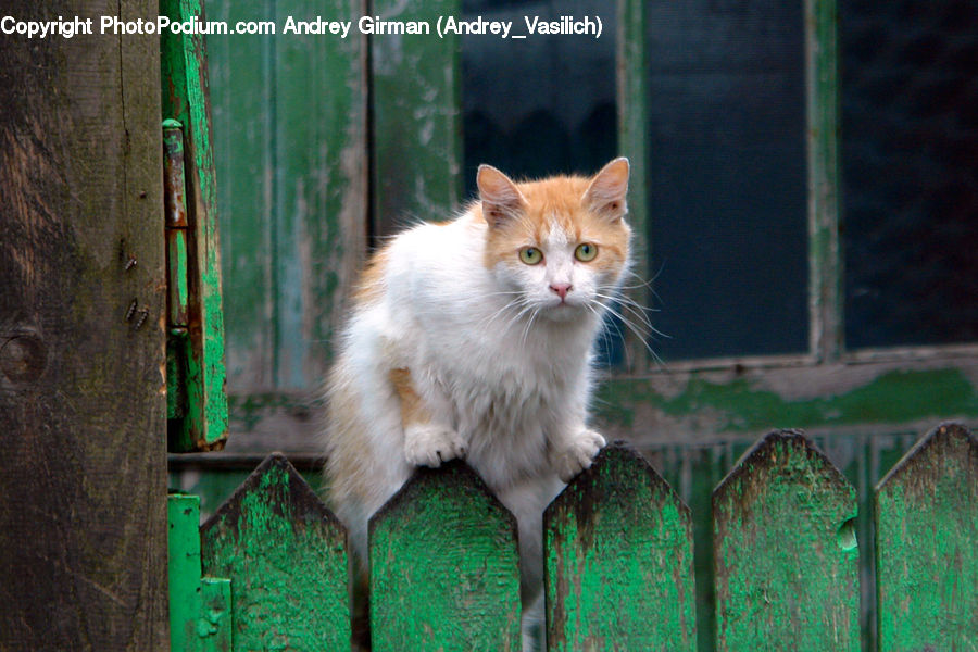 Animal, Cat, Mammal, Manx, Pet, Kitten, Field