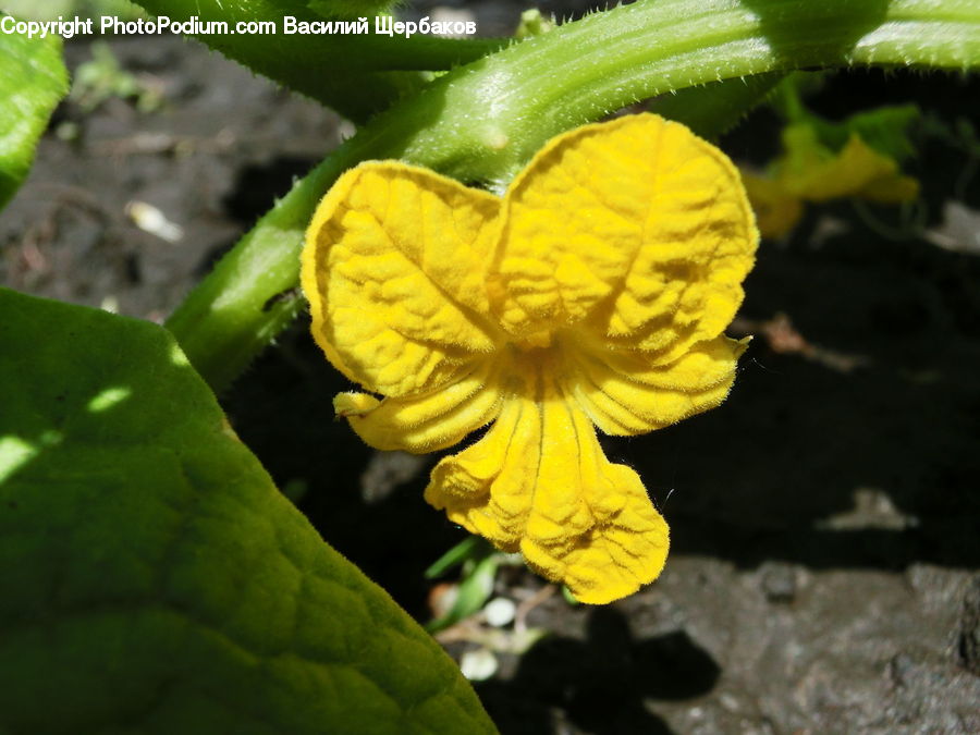 Flower, Lily, Plant, Pond Lily, Blossom, Flora, Geranium