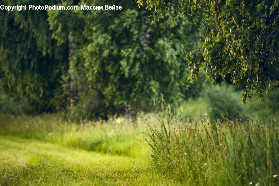 Field, Grass, Grassland, Plant, Land, Outdoors, Meadow