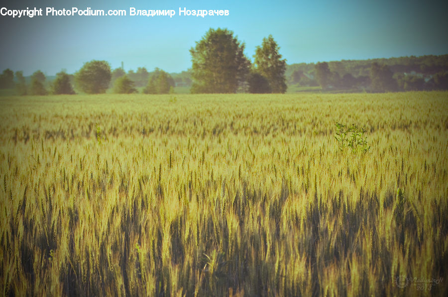 Grain, Wheat, Grass, Plant, Field, Grassland