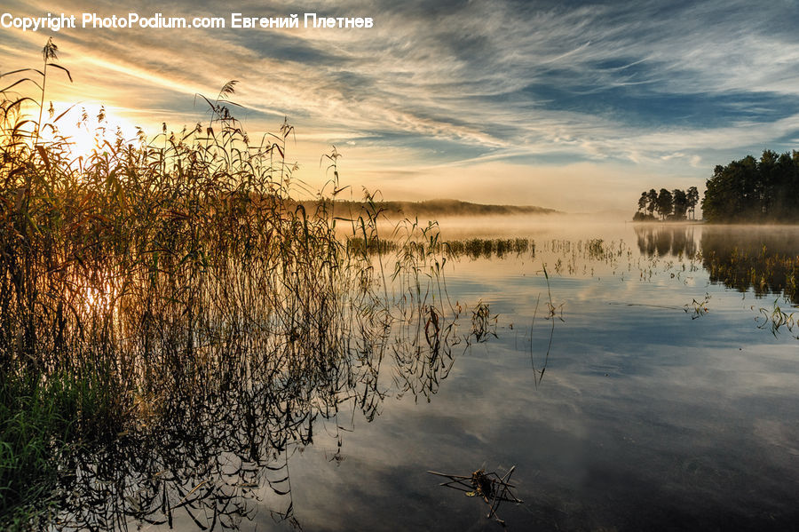 Land, Marsh, Pond, Swamp, Water, Field, Grass
