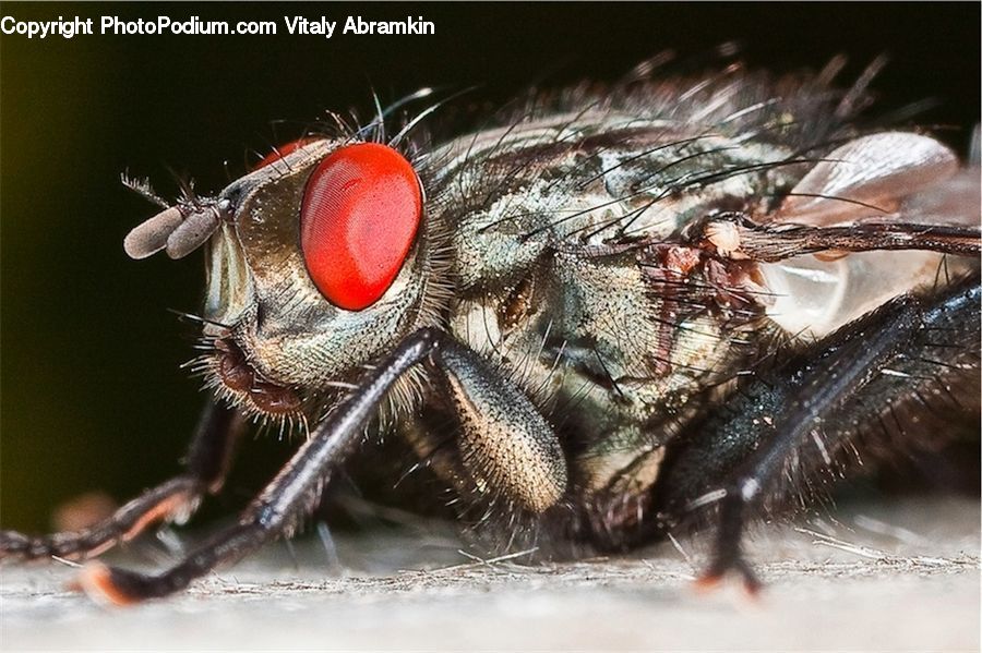 Asilidae, Insect, Fly, Invertebrate, Andrena, Apidae, Bee