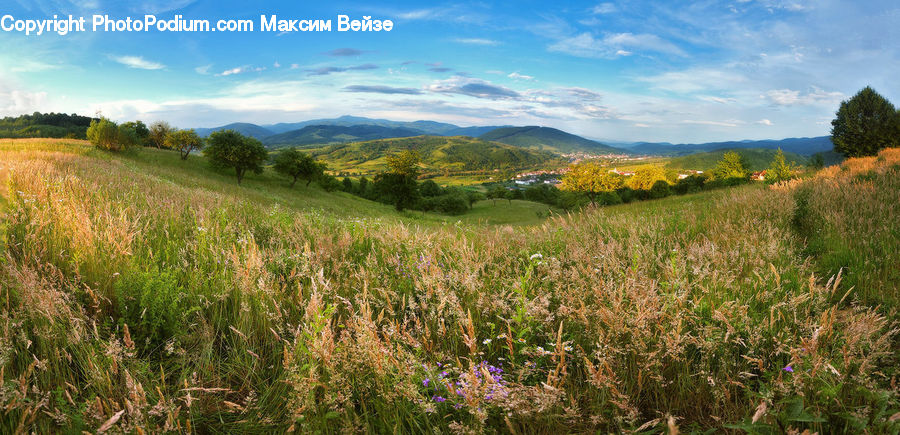 Field, Grass, Grassland, Meadow, Outdoors, Pasture, Land