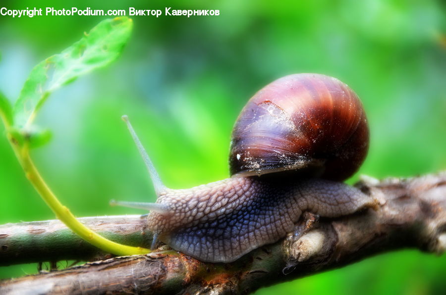 Invertebrate, Snail, Blossom, Flora, Flower, Plant