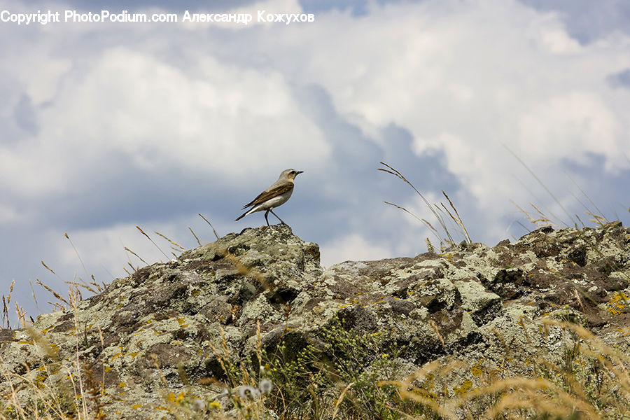 Bird, Field, Grass, Grassland, Plant, Grain, Wheat