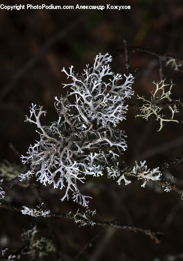 Frost, Ice, Outdoors, Snow, Conifer, Fir, Plant