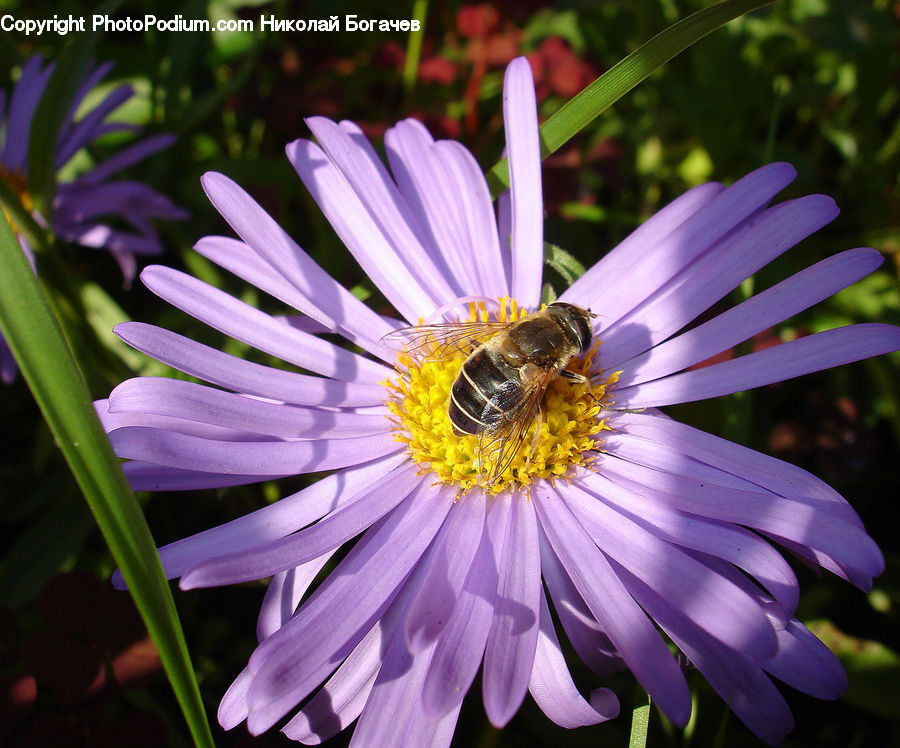 Bee, Insect, Invertebrate, Daisies, Daisy, Flower, Plant