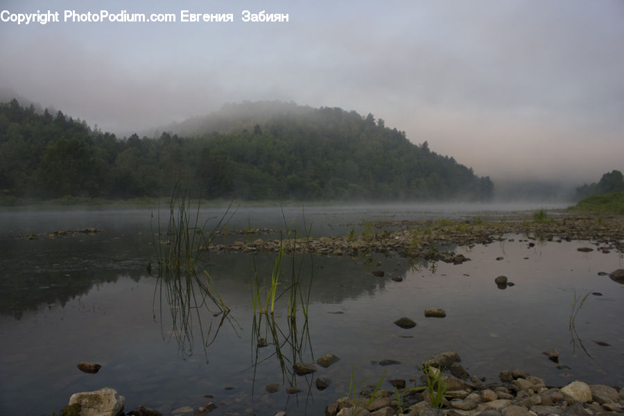 Land, Marsh, Pond, Swamp, Water, Field, Grass