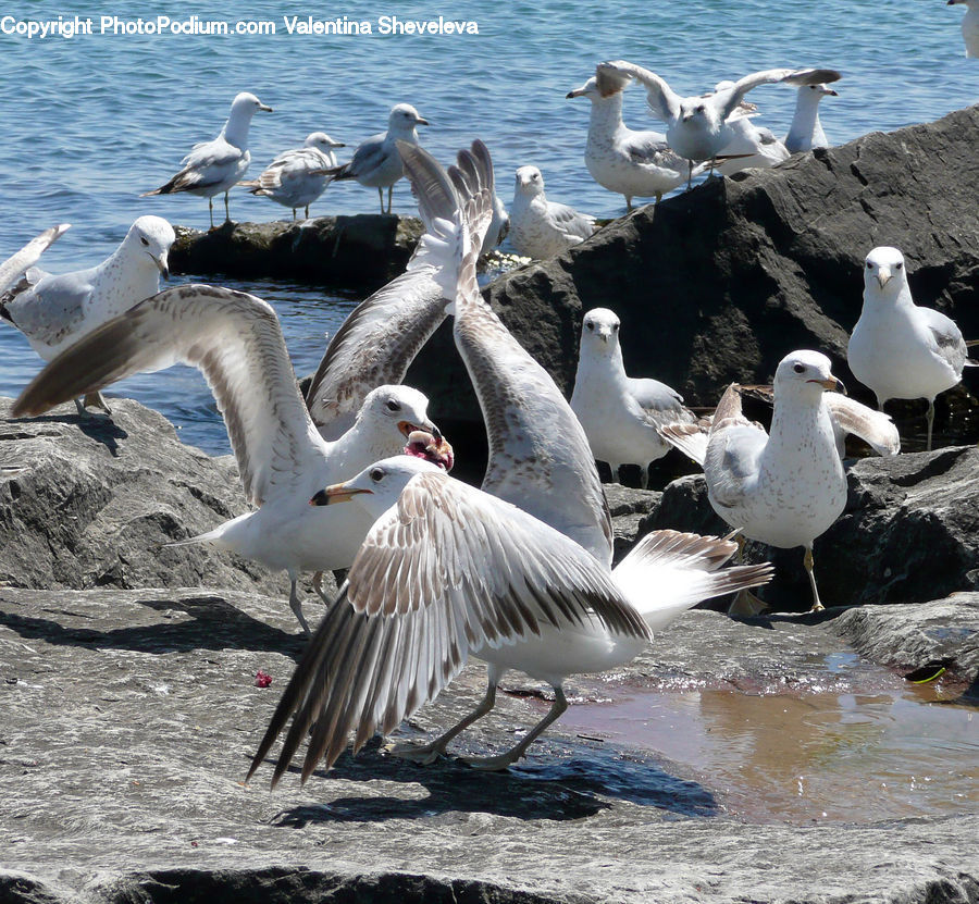 Bird, Seagull, Pelican, Goose, Waterfowl, Booby, Outdoors