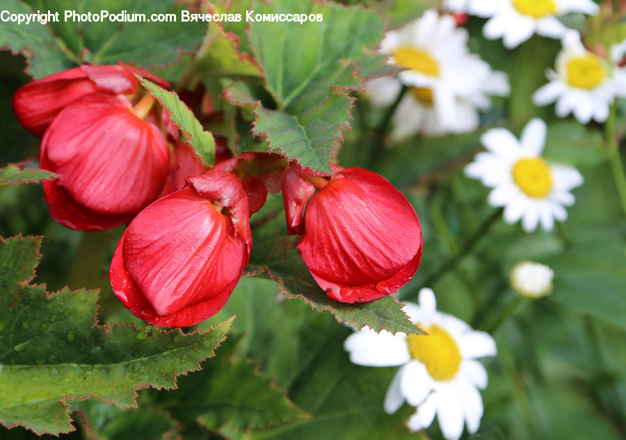 Algae, Blossom, Flora, Flower, Geranium, Plant, Hibiscus