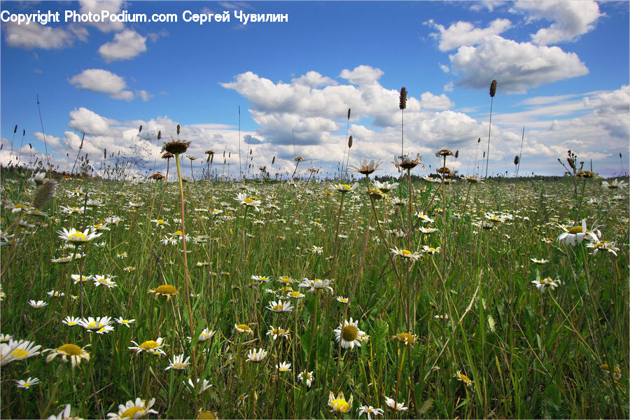 Blossom, Daffodil, Flora, Flower, Plant, Field, Grass