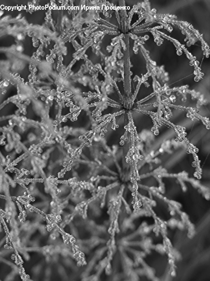 Frost, Ice, Outdoors, Snow, Blossom, Flora, Flower