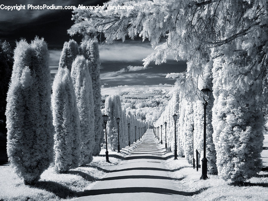 Frost, Ice, Outdoors, Snow, Path, Trail, Forest