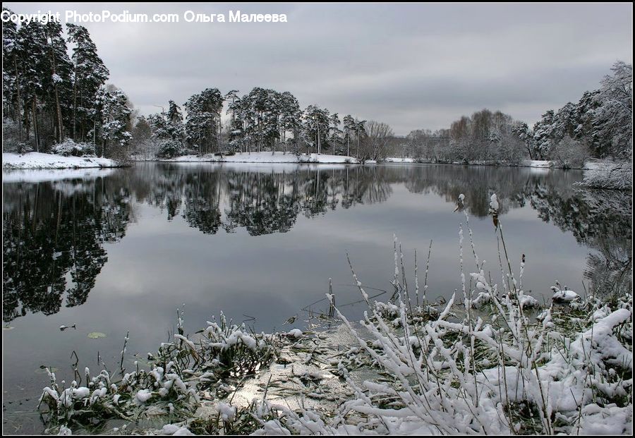 Outdoors, Pond, Water, Conifer, Fir, Plant, Tree