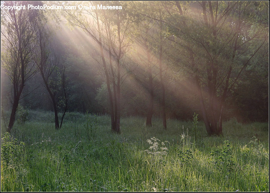 Field, Grass, Grassland, Plant, Fog, Mist, Outdoors