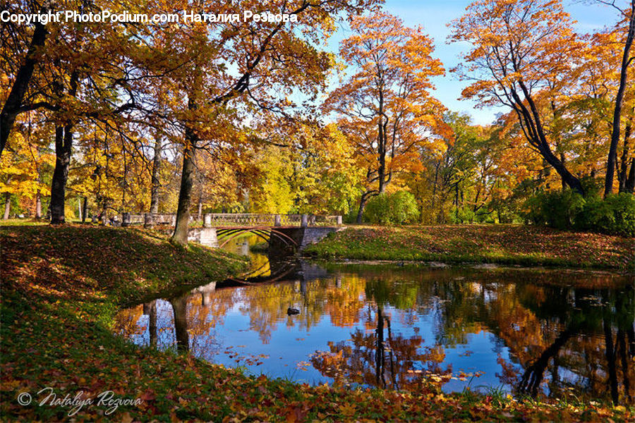 Forest, Grove, Land, Outdoors, Pond, Water, Vegetation