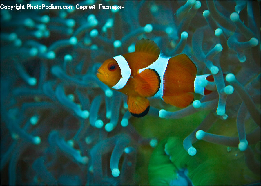 Amphiprion, Fish, Sea Life, Coral Reef, Outdoors, Reef, Sea