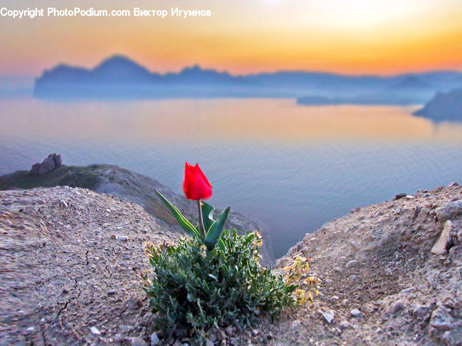 Dawn, Dusk, Sky, Sunrise, Sunset, Cactus, Plant